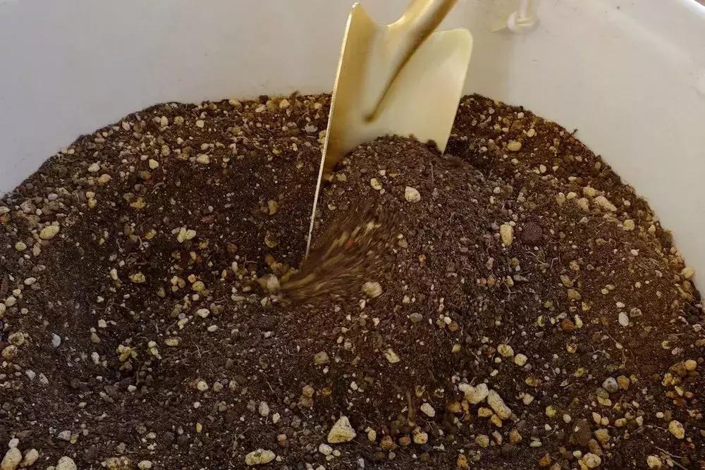 果树只开花不挂果是树苗问题吗,果树只出芽不开花