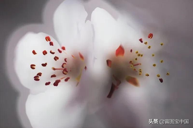 桃花怎么拍才好看,桃花怎么拍摄才能出新意