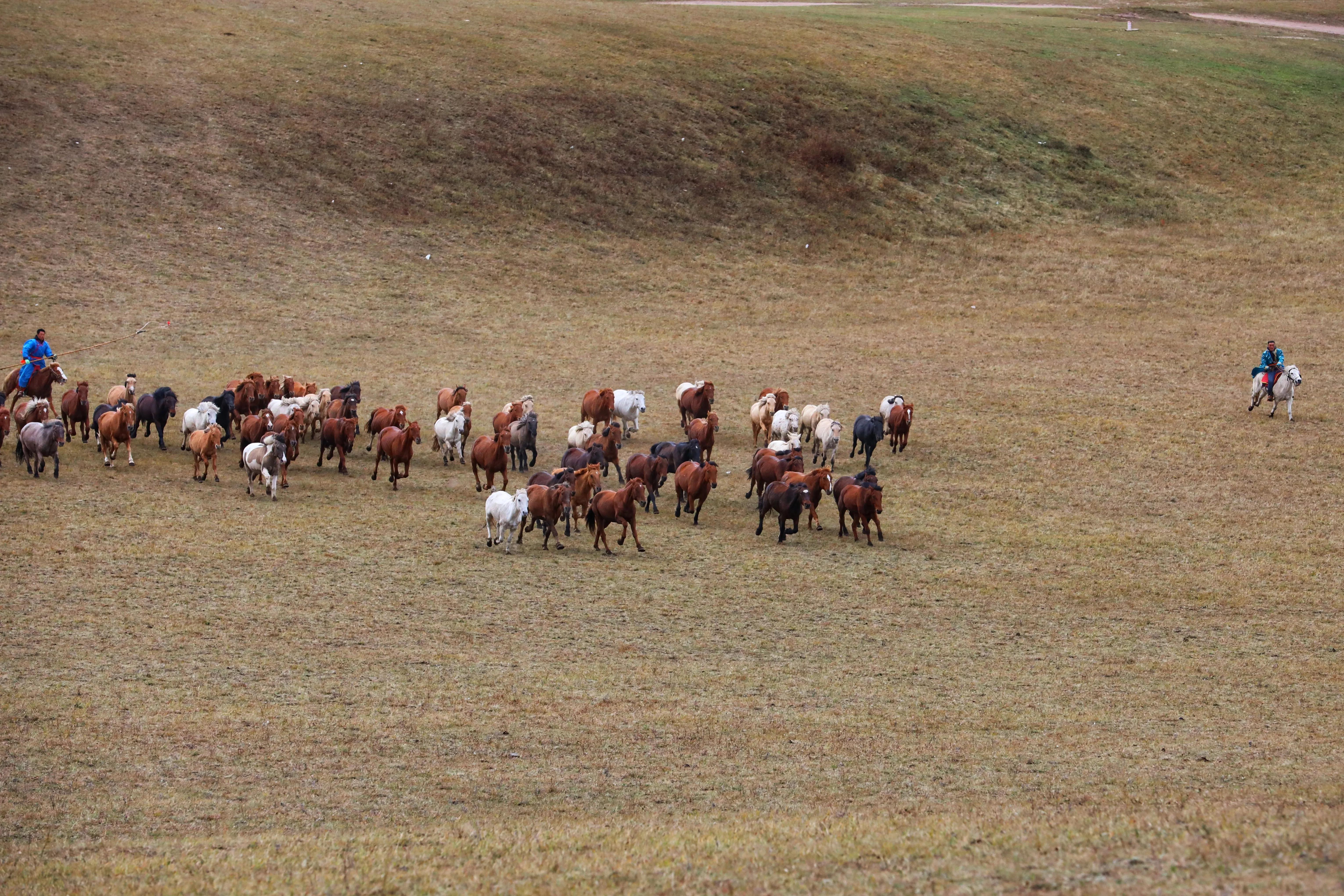 坝上秋色草原,坝上草原游记作文