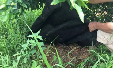 沙糖桔定植前要除草吗为什么,沙糖桔现在要打什么农药