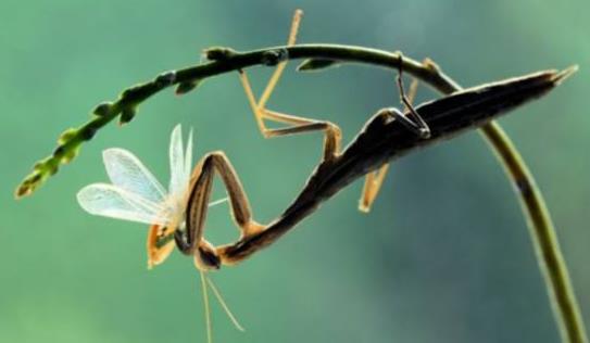 昆虫界的顶尖杀手,昆虫界的生存法则也残忍