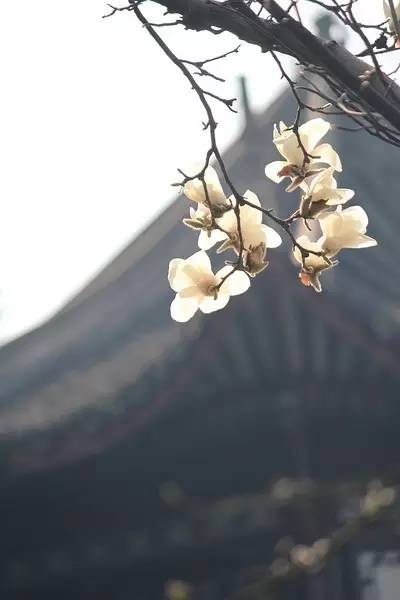 赏花时间表,赏花季节及图片