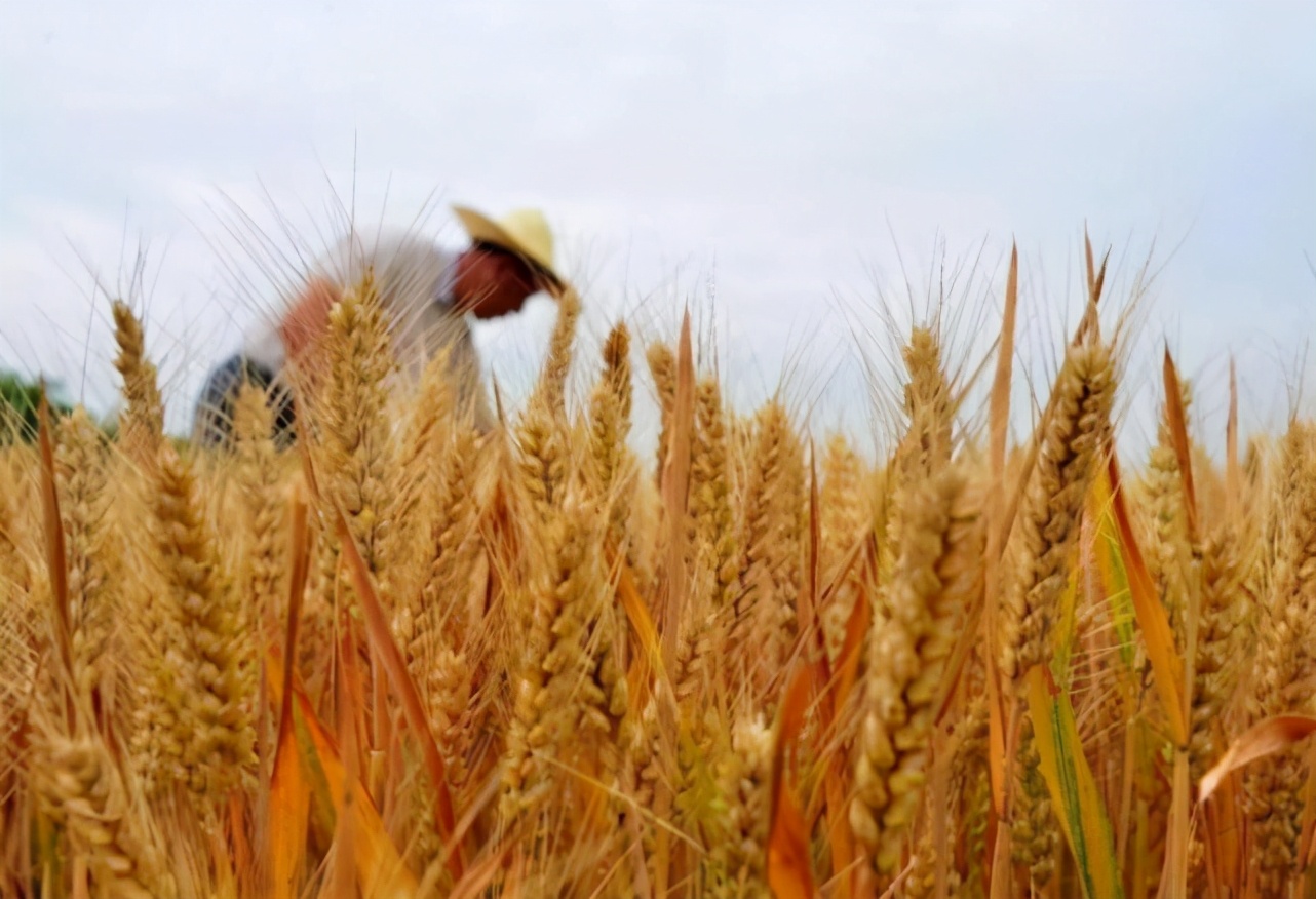 wto谈判谈了几轮,wto贸易相关最新消息
