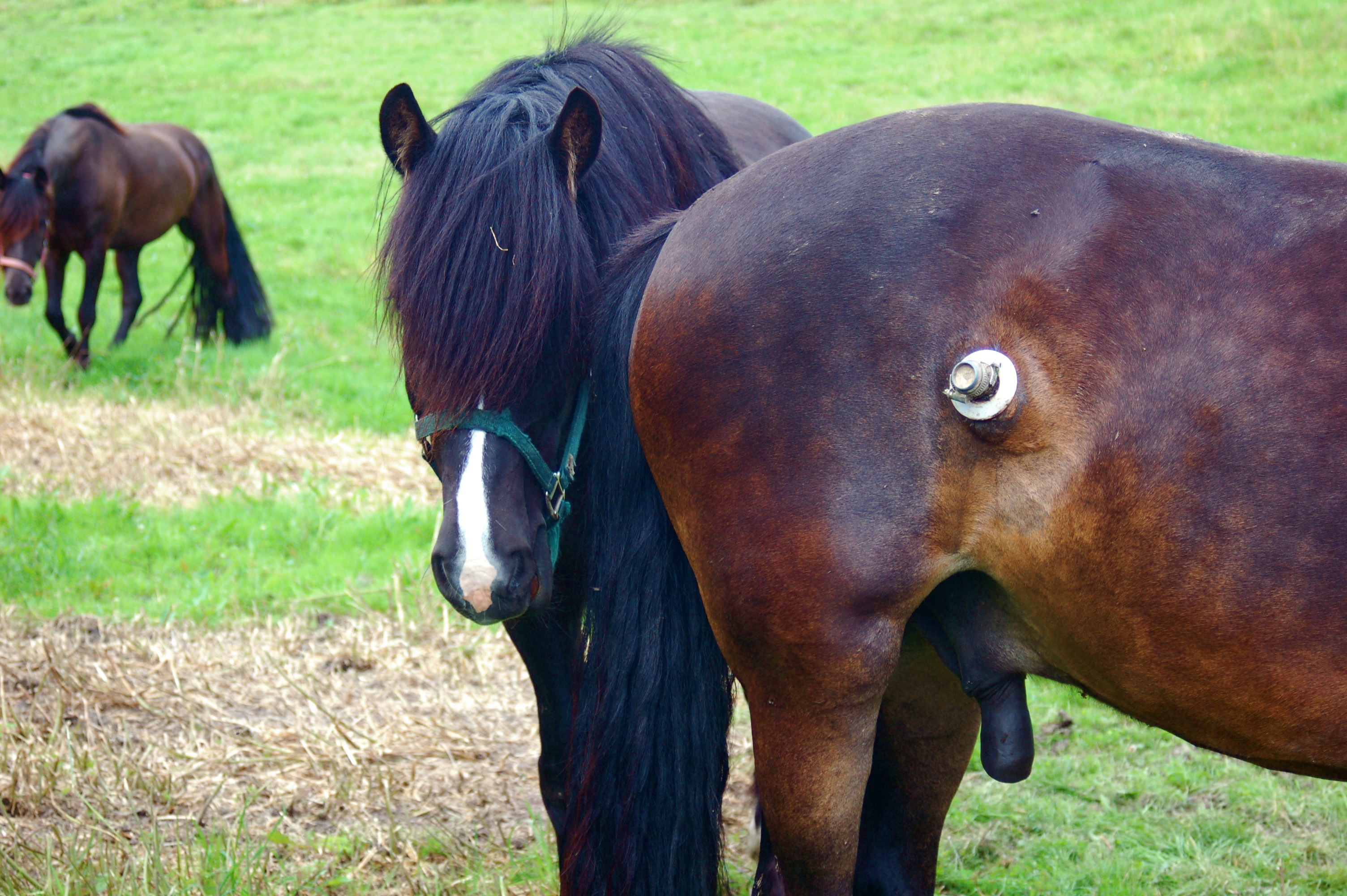 给牛身体上挖个洞是干啥用的,牛身上为什么要掏个洞