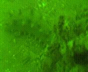 除了能提高人体免疫力，这个“肥宅”还是海底清道夫