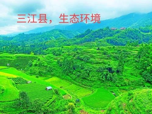 广西柳州三江侗茶,广西柳州三江哪种茶好