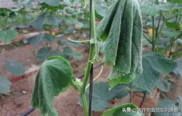 戊唑醇防治黄瓜什么病害,专治黄瓜病虫害的农药