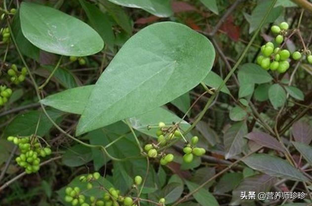 叶子像小簸箕,名字不好听,作用却不小,很多人不知道它的价值