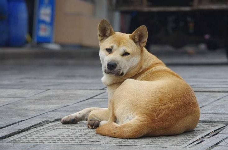 不被禁养的又聪明又护主的狗,哪种狗好养通人性保护主人