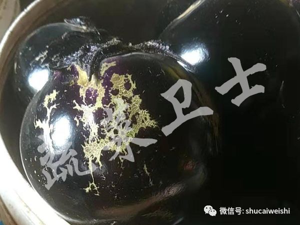 辣椒苗期病毒病的防治,辣椒蓟马花叶病