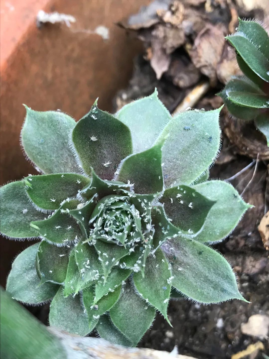 蚧壳虫小妙招去除,冬季蚧壳虫怎样彻底消灭