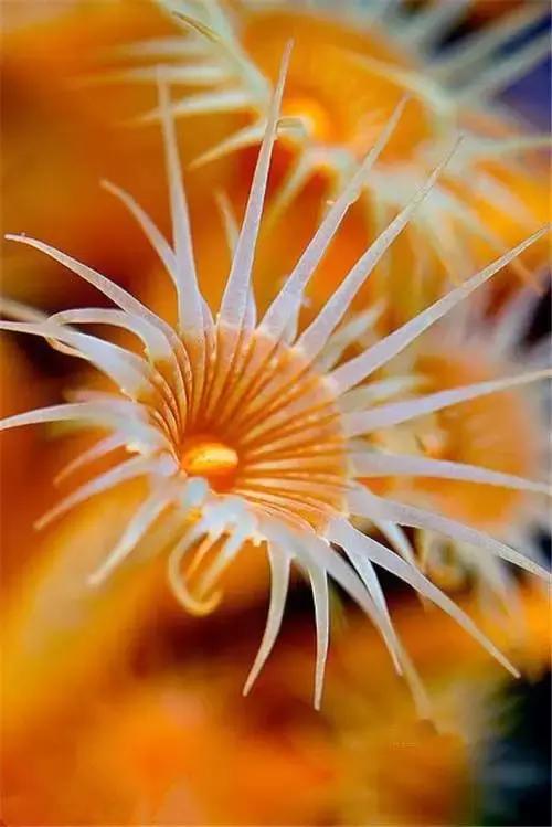 五彩斑斓的海底,五彩缤纷的海底世界介绍