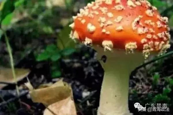 毒贩在蛇体内藏毒,毒贩在牛身上藏毒