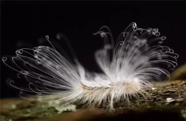 致命的60种动物,60种没见过的动物