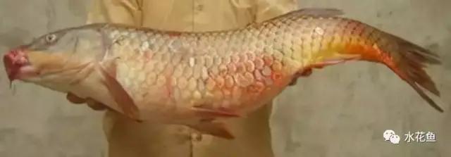 鱼类败血症病原,鱼类败血症的症状