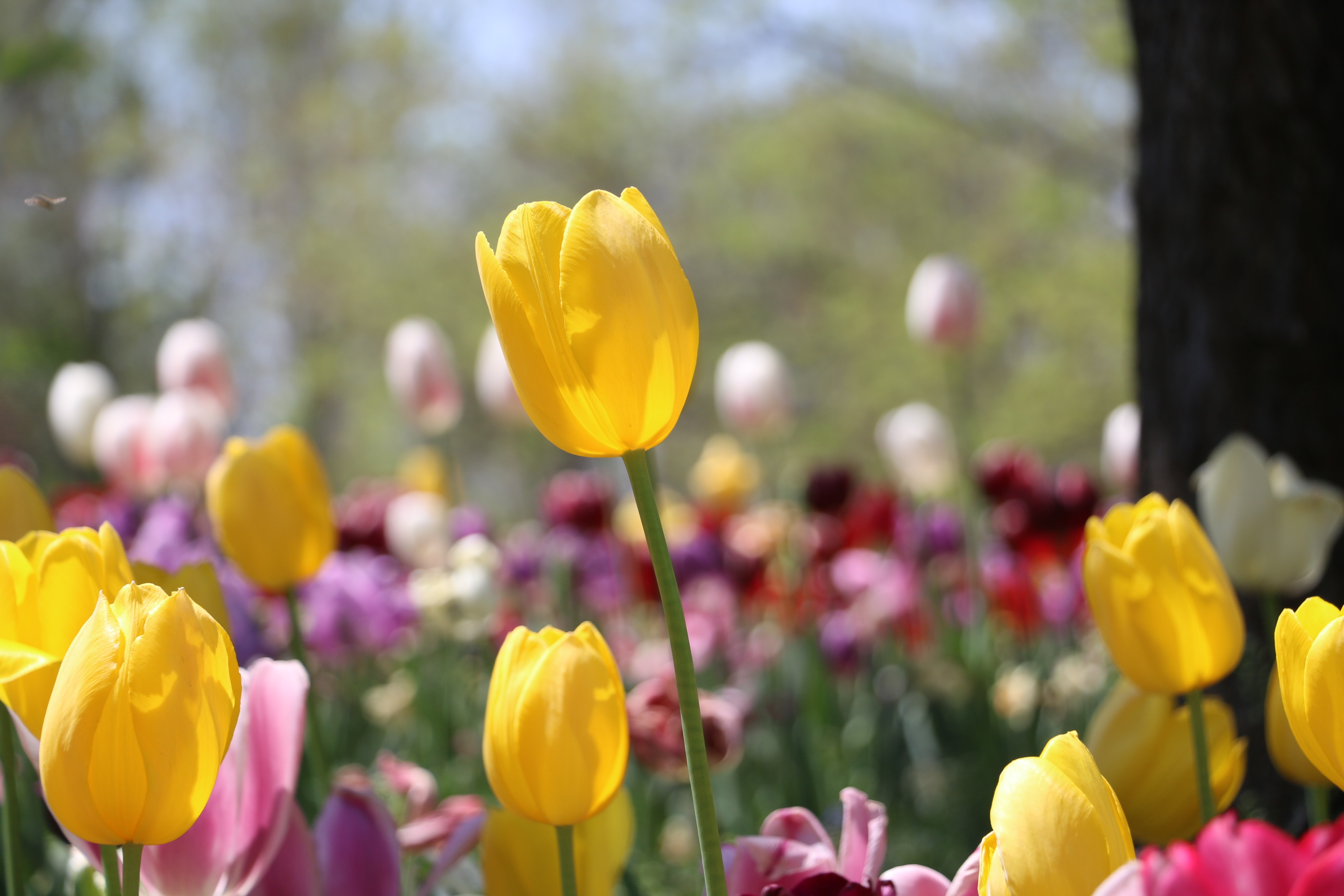 游北京国际鲜花港体会,游北京国际鲜花港需要多长时间