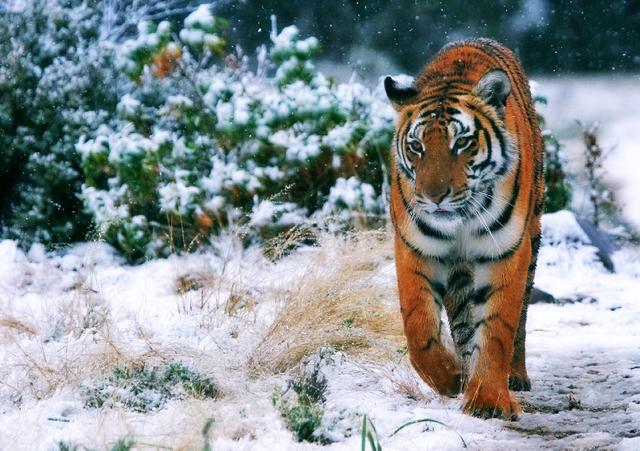 老虎谷的现状,南非老虎谷华南虎野化现状