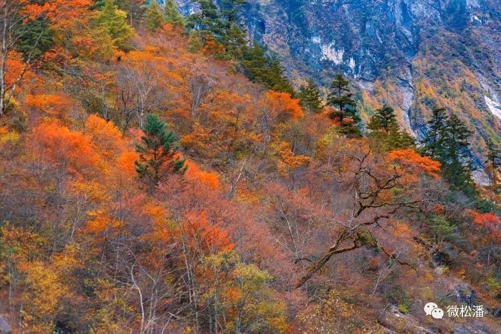松潘之秋，品一场醇美的色彩盛宴