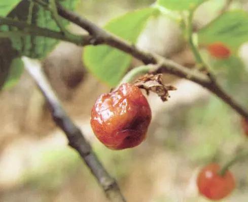 樱桃常见病虫害有哪些,樱桃常见病虫害有哪些症状