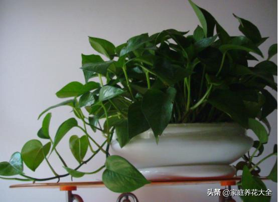 绿萝水培不烂根黄叶,水培绿萝叶子发黄最简单处理方法