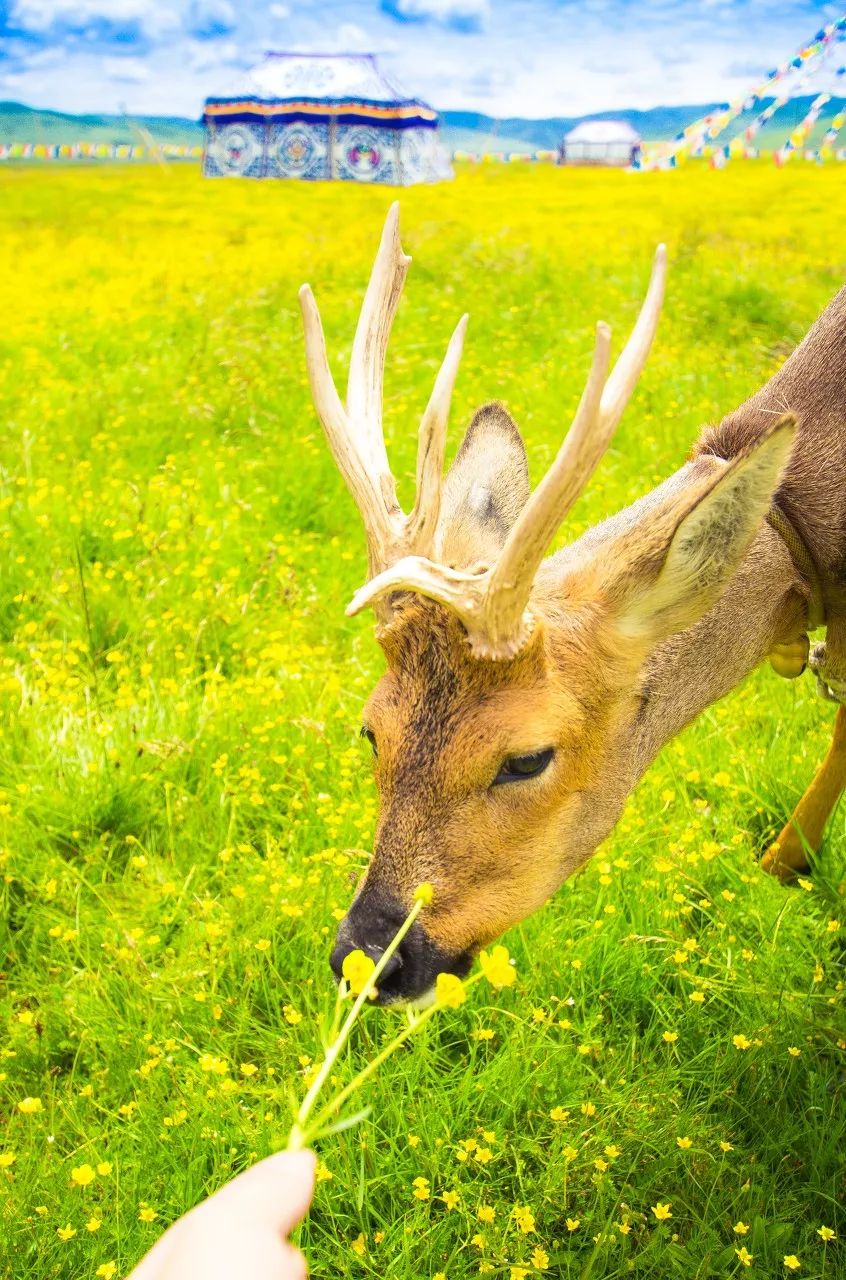 别在年轻的时候去四川！因为你的余生，都将沉醉在她的魅力里