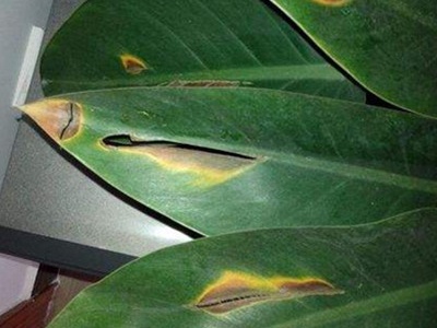 花叶发黄怎么办最有效,大鹅掌花叶发黄