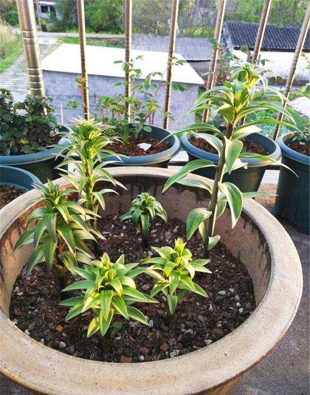 人养花花养人下句,什么花好养活又好看还可以吃的