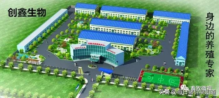 蓝耳猪病该怎样治疗,猪蓝耳病的症状和防治方法