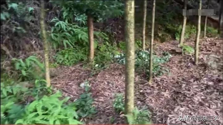 种正宗金丝楠木树几年可收获,乡村金丝楠木树