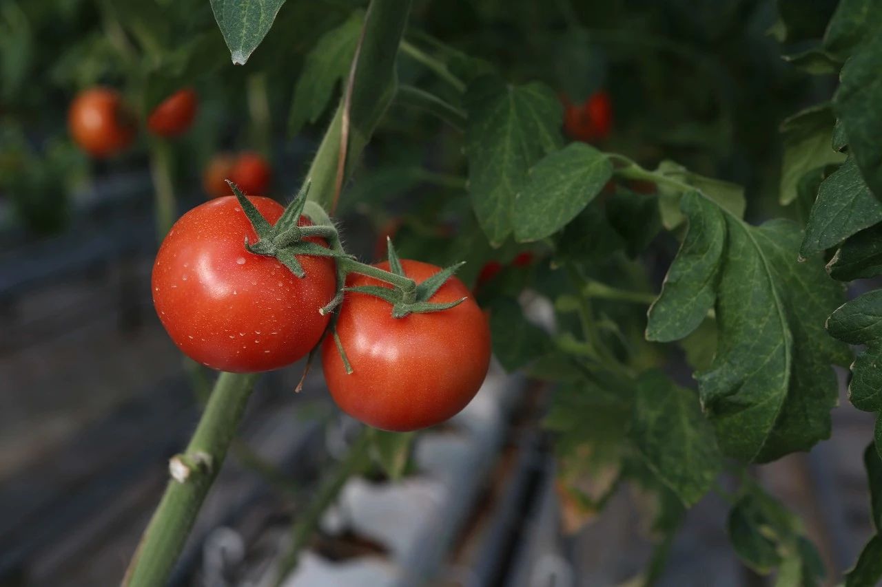 玩转第十八届长春农博会,2019长春冬季农博会票价