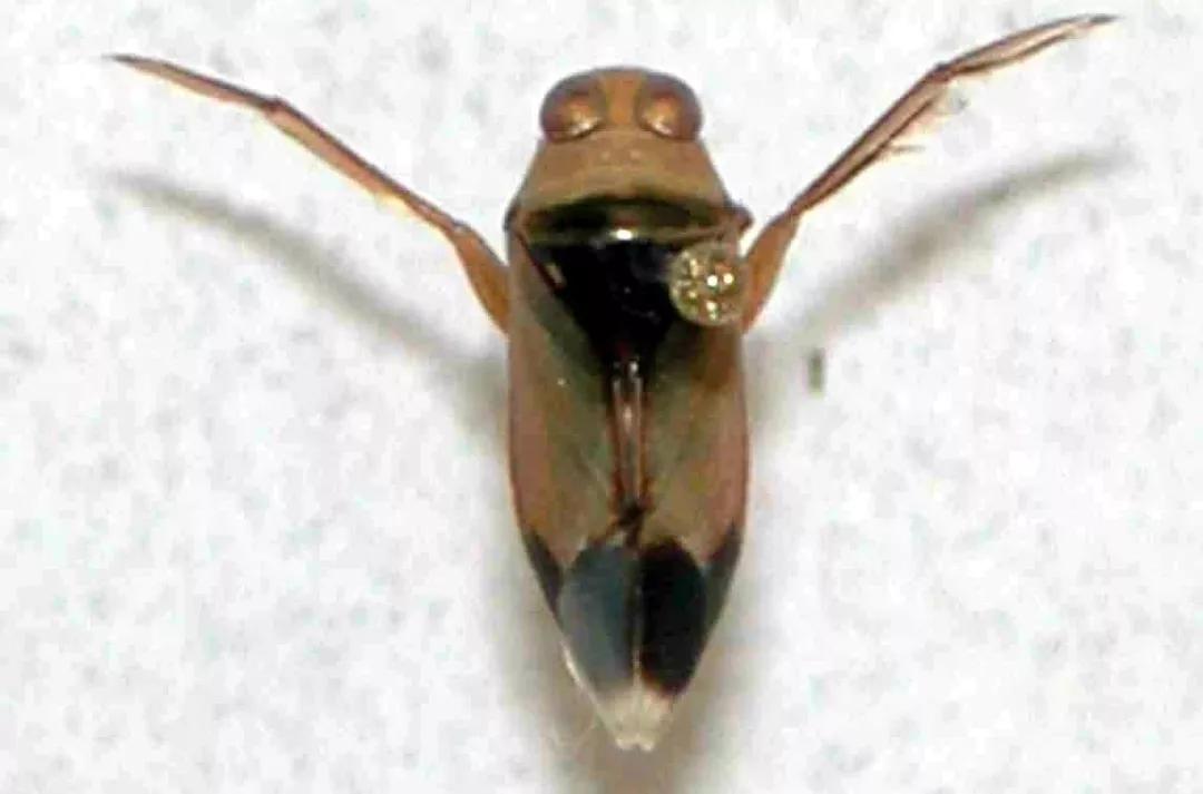 鱼苗消毒和病虫防治,水花鱼苗气泡病发病原因