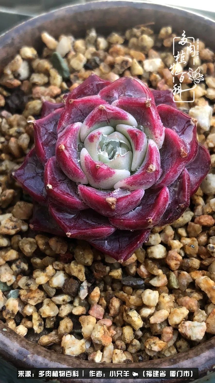 多肉像葡萄一样,多肉像铃兰一样