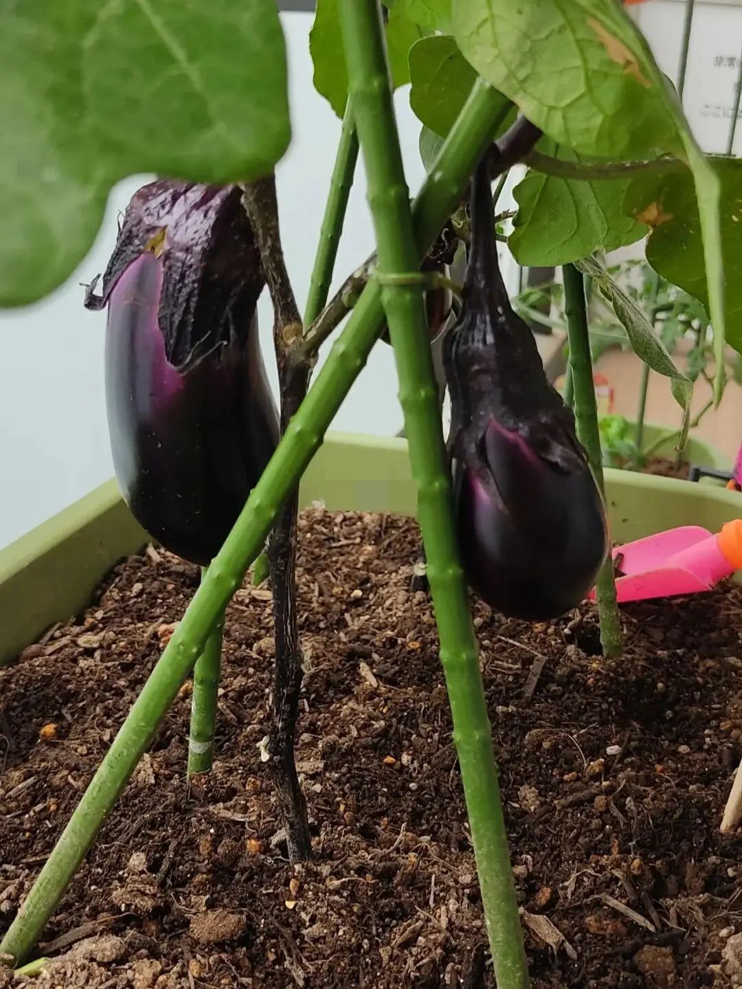 茄子最常见的病虫图片,茄子虫害最佳治疗方法