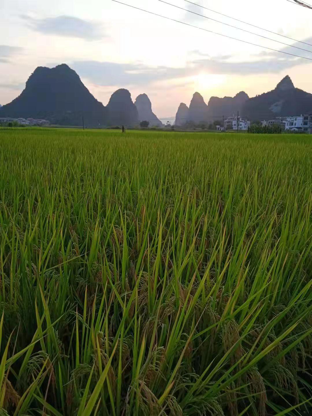 让你回忆一下小时候爬树摘果子,爬树摘石榴小时候的感觉