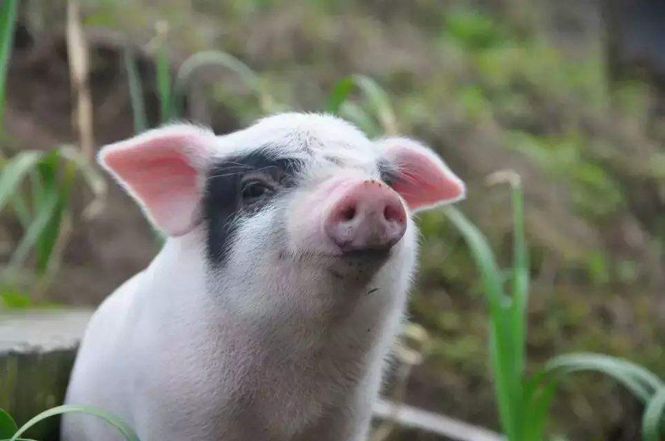 重庆主城区对其他区看法,重庆区县和主城旅游区别