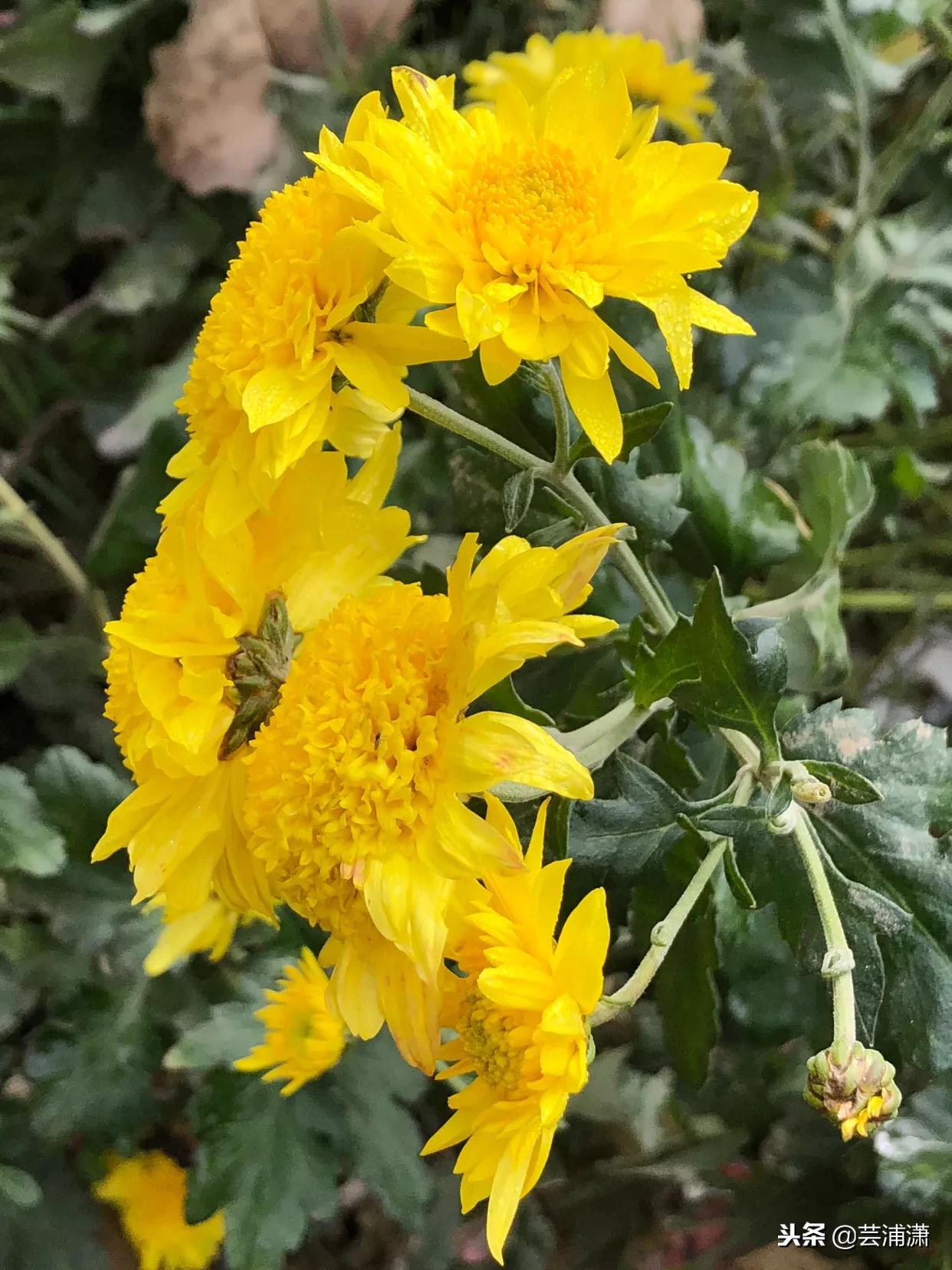 文学样式宋元明清,宋元时期的文学与艺术成就有哪些