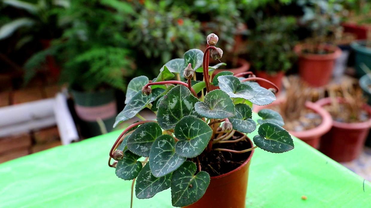 如何养好仙客来,如何把养了两年的仙客来养好