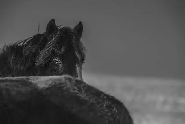 战功赫赫的马,驰骋草原的马,都是蒙古人的浪漫