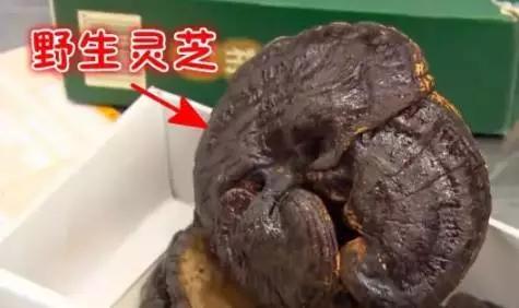 过海关被取消签证还能再申请吗,出国被海关劝返签证还能用吗