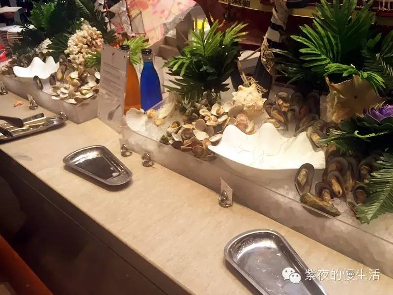 苏州带宠物去的古镇,苏州小众宠物乐园推荐