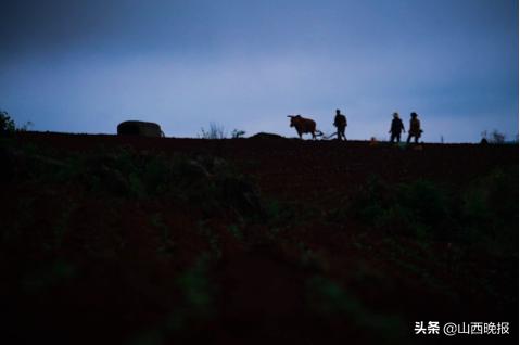 香甜的雪莲果,好吃的雪莲果哪里找