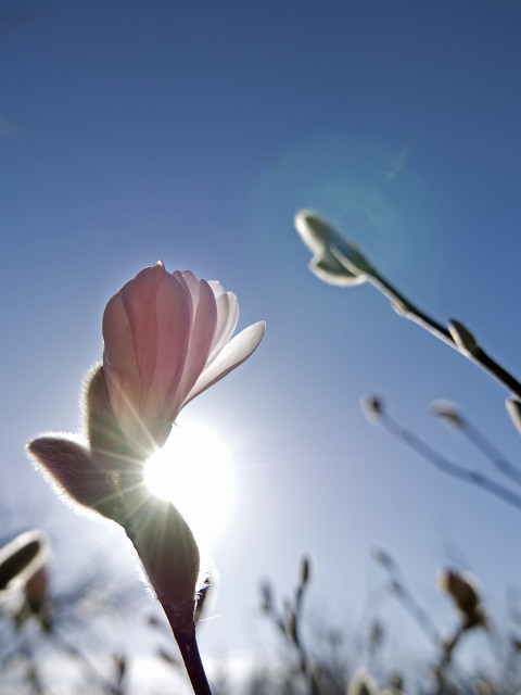 国外的“毛*东泽**热”，体会伟人的影响力