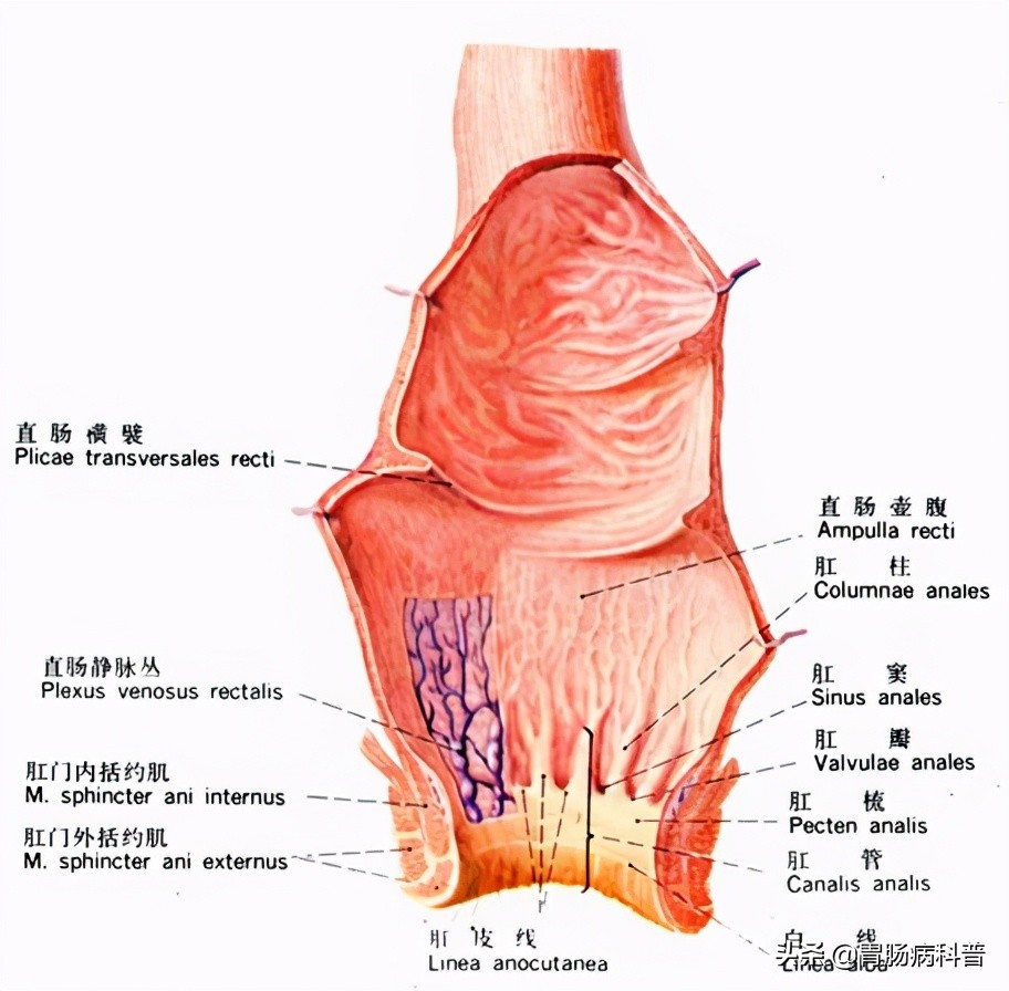 护考消化系统解剖图谱详解,消化系统解剖生理教学