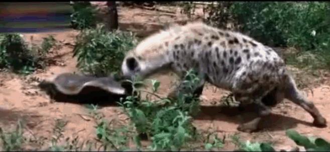 非洲野狗作战能力超过“掏肛”的鬣狗，对外凶狠，对内温馨有爱