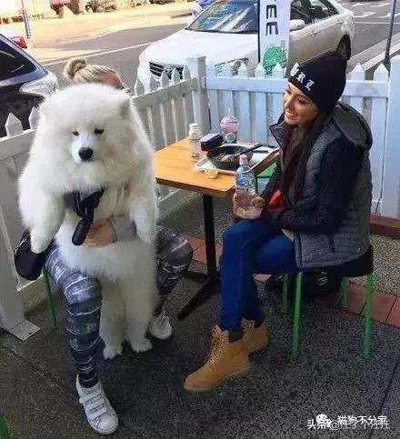 萨摩和金毛打架找主人抱抱,喜欢抱抱的狮子