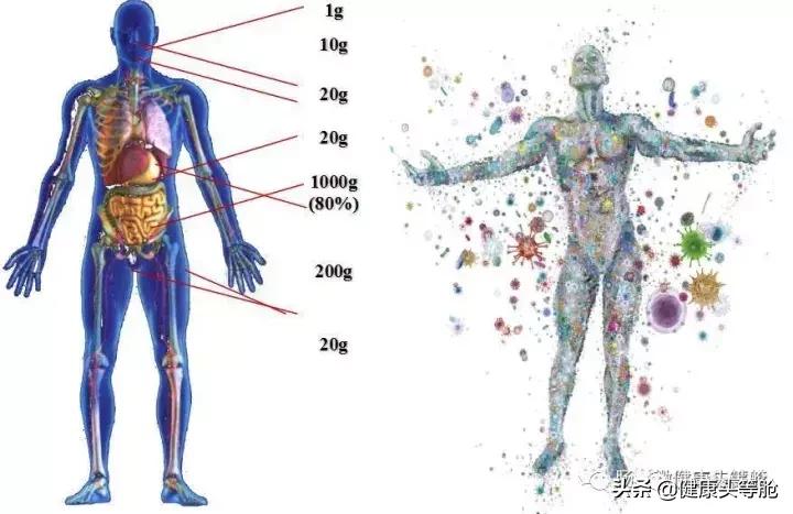 益生菌的十大禁忌人群,益生菌最大的禁忌