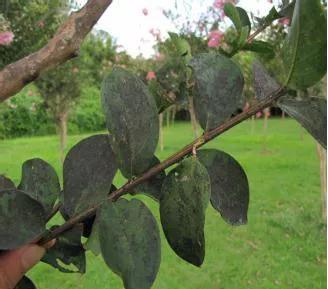 养殖周期及注意事项大全,重点养护品种的养护周期