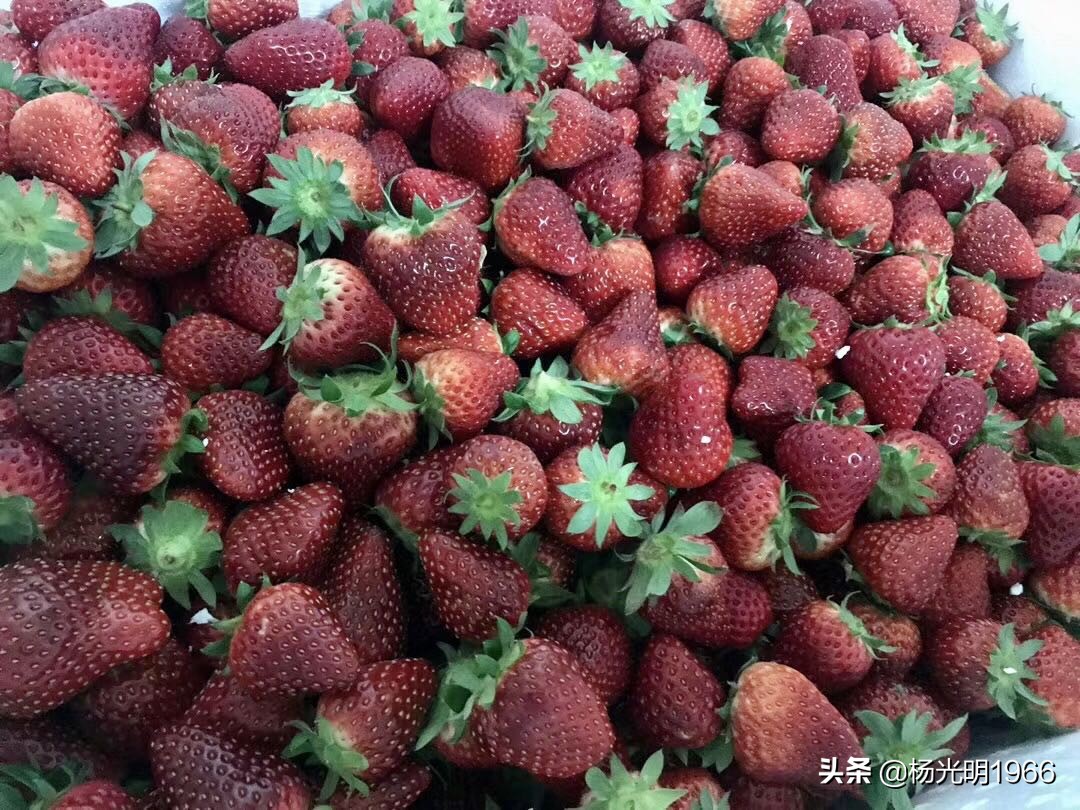 鍑噷鏀惰垂绔欏崠鑽夎帗 (鍑噷闄勮繎鐧借壊鑽夎帗)