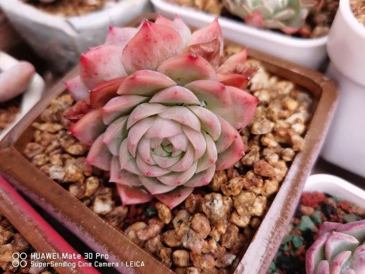 冬日如何更好地养多肉,冬天可以户外养护的多肉