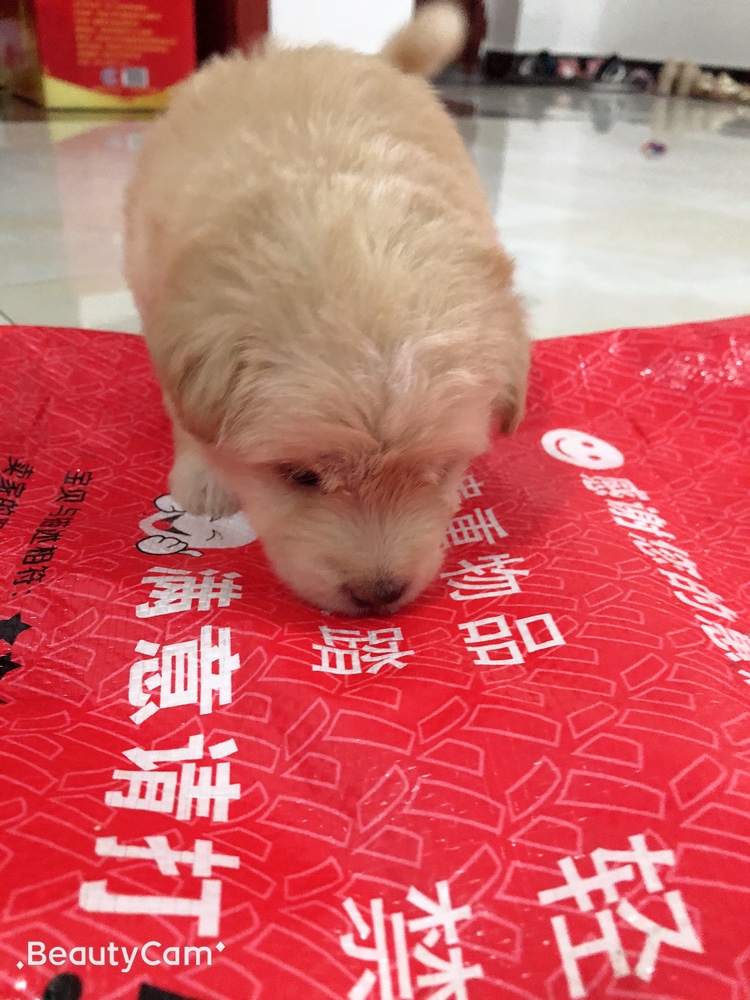 小金毛孤独一人,小金毛的快乐时光